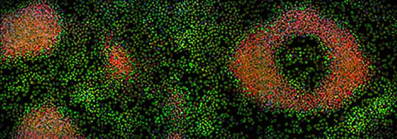 Scientists discover proteins keeping stem cells in their undifferentiated state