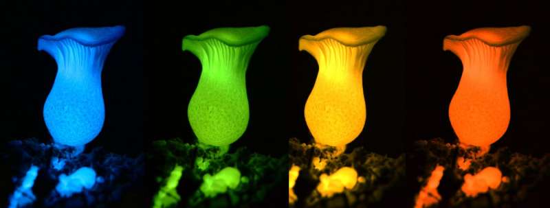 Researchers find means by which mushrooms glow