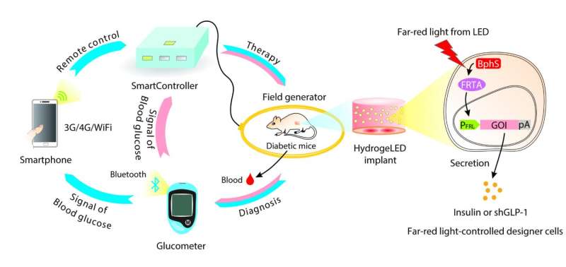 Using a smartphone and engineered cells to control diabetes in mice
