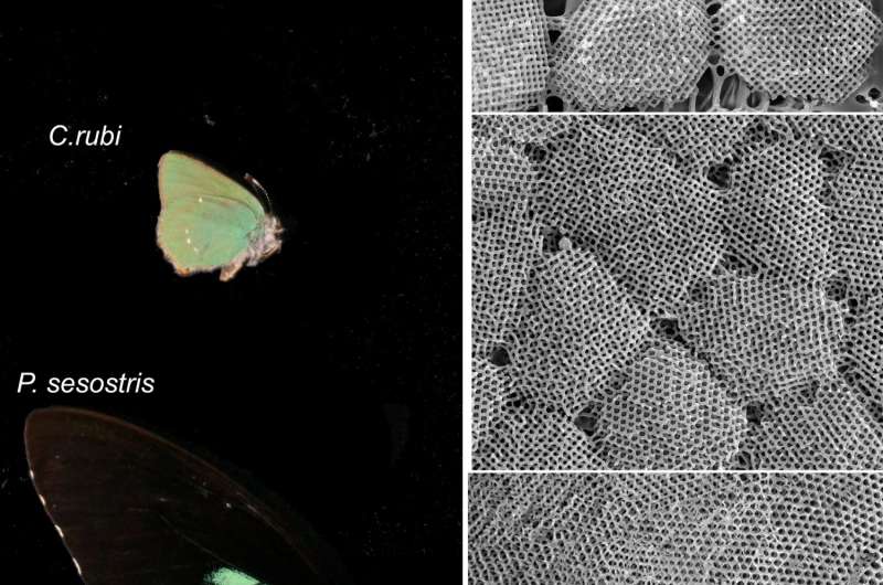Ultra-high resolution images of butterfly wing crystals offer clues to how nano-scale structures form