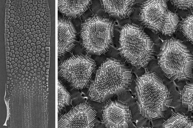 Ultra-high resolution images of butterfly wing crystals offer clues to how nano-scale structures form