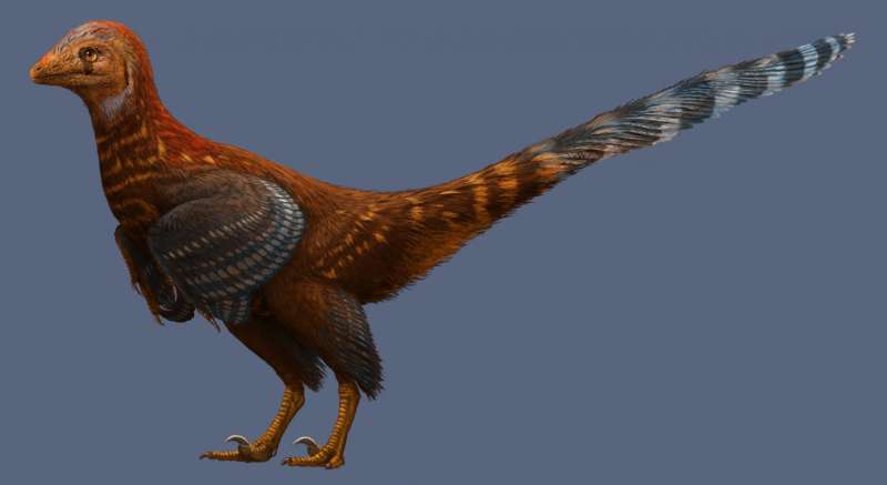 New species of troodontid with asymmetric feathers found in China