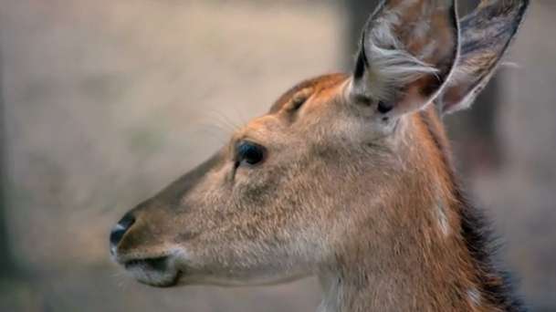 Research reveals globe-trotting history of sika deer