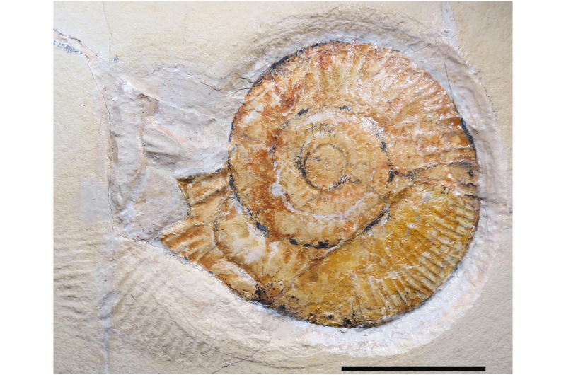 ‘Death drag’ of ancient ammonite fossil digitized and put online