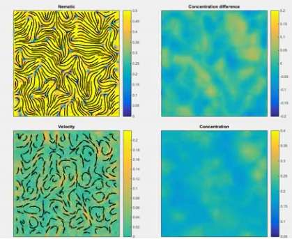 Liquid-crystal and bacterial living materials self-organize and move in their own way