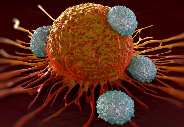 A lead candidate for immunotherapy may increase tumour growth in certain cancers