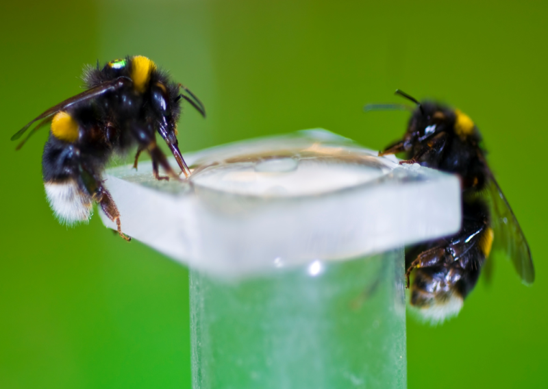 Nicotine enhances bees' activity