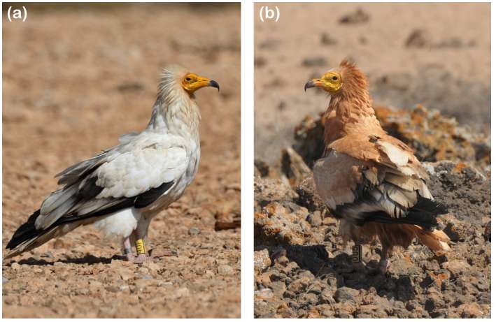 Egyptian vultures found to engage in puzzling cosmetic mud bathing rituals
