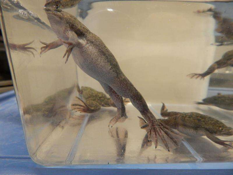 Breakthrough means fewer frogs needed for research