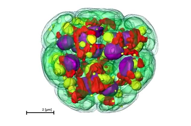 Sequencing of green alga genome provides blueprint to advance clean energy, bioproducts