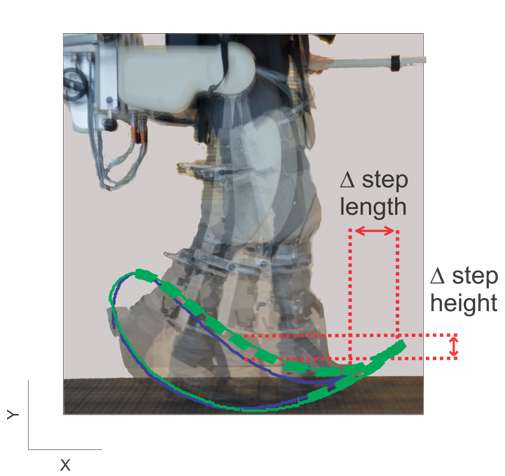 Shedding light on how humans walk... with robots