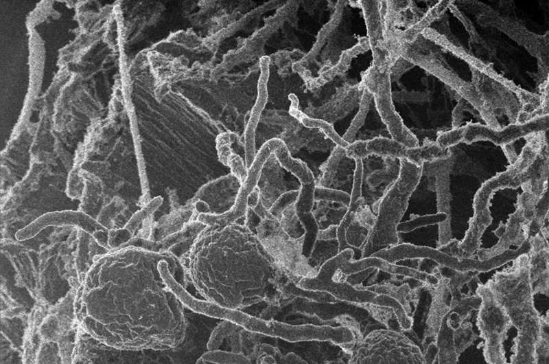 Fungal enzymes team up to more efficiently break down cellulose