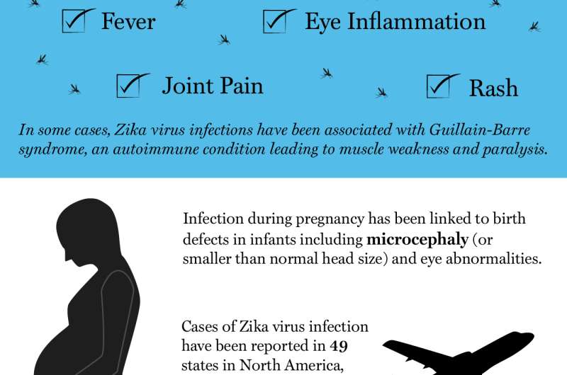 New insights into how the Zika virus causes microcephaly