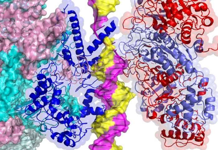 First-ever look at DNA opening reveals initial stage of reading the genetic code
