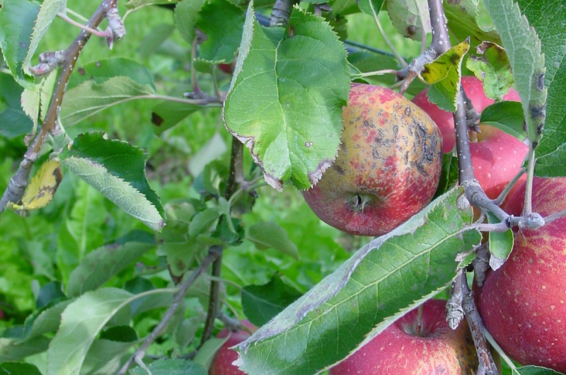 Apple genome sequence helpful to breeding of new varieties published