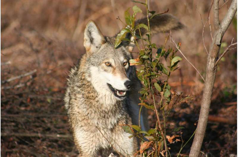 Study doesn't support theory red and eastern wolves are recent hybrids, researchers argue