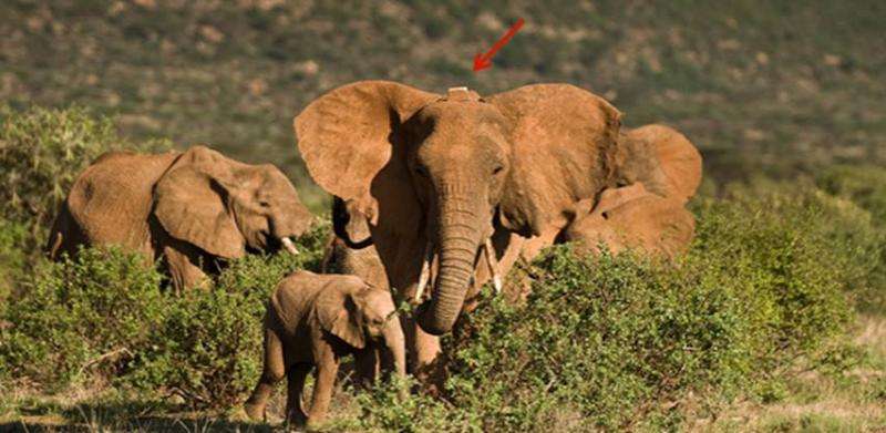 Ballistic shockwave sensor is tool in fight against elephant poachers doing record-level damage