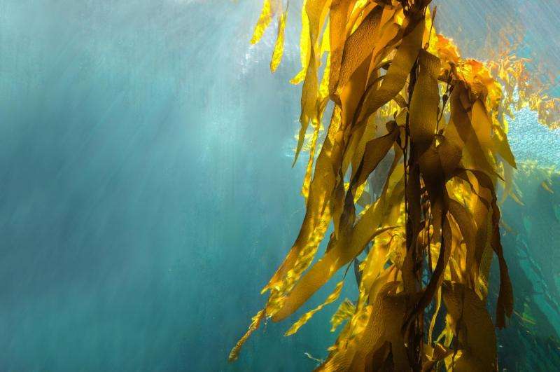 Alginates found in seaweed can combat multi-drug resistant infections