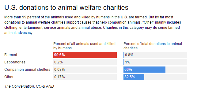 Want to help animals? Don't forget the chickens