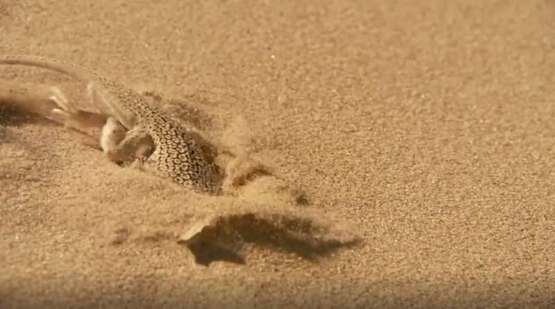Desert lizards use body oscillations to dive into sand