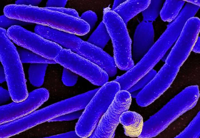Basic building blocks of bacterial 'hair' could lead to new antibiotics