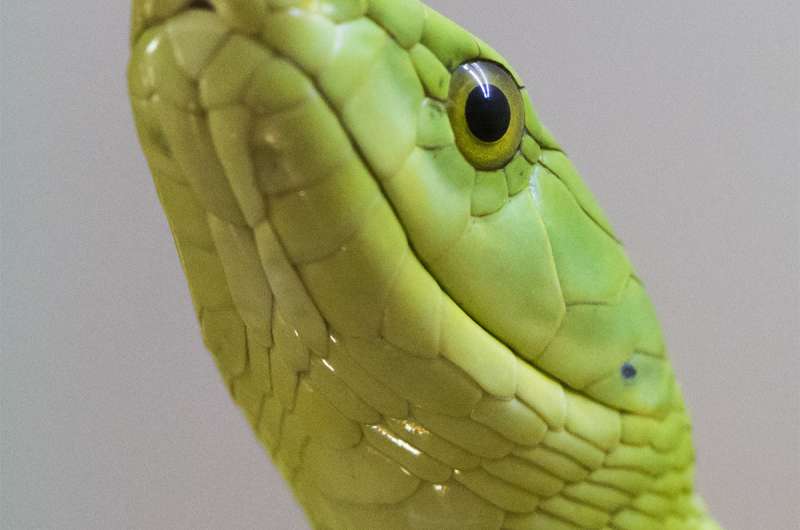 Green mamba peptide found to reduce symptoms of kidney disease in mice