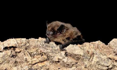 Smart detectors set to monitor urban bat life