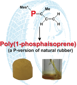 A chemically functional phosphorus version of natural rubber