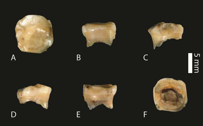 A fourth Denisovan fossil has been identified