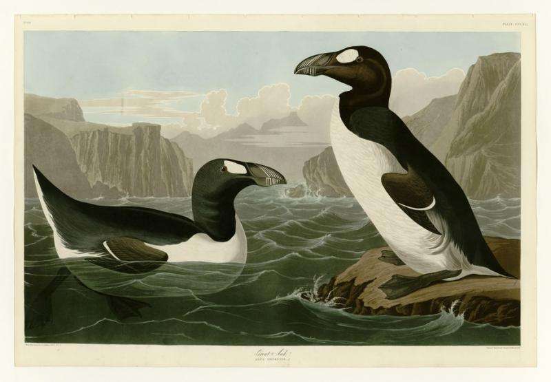 How we're using ancient DNA to solve the mystery of the missing last great auk skins