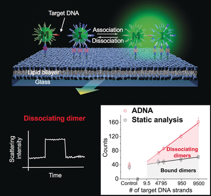 Ultrasensitive DNA quantification by light scattering