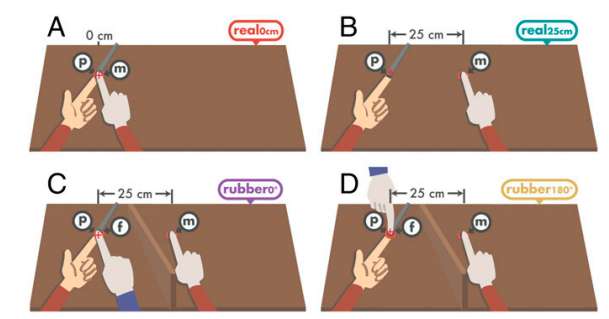 Experiments suggest body ownership causes weakening of self-generated tactile sensations