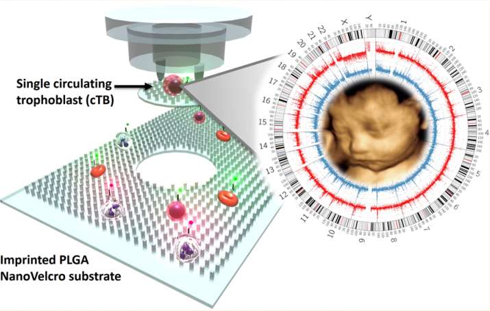 NanoVelcro microchips could someday noninvasively diagnose prenatal conditions