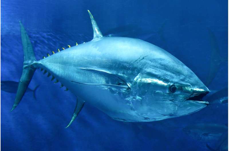 Stanford researchers discover biological hydraulic system in tuna fins