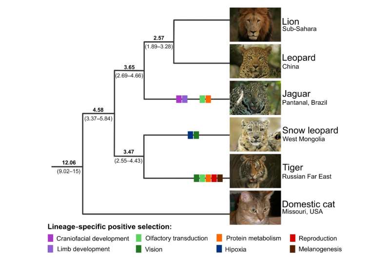 Genome study offers clues about history of big cats