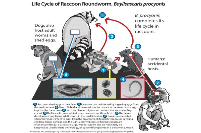 Raccoon roundworm — a hidden human parasite?