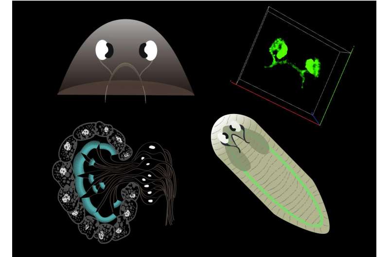 Visual processing capabilities of flatworm found to be more complex than thought