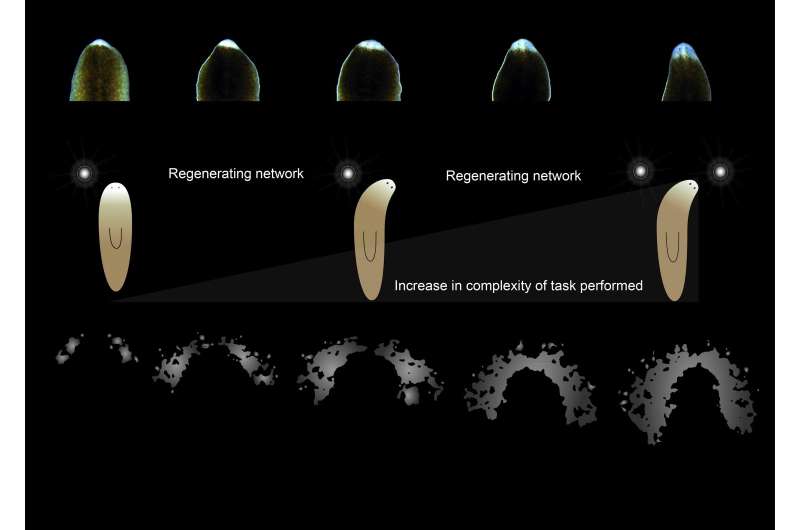 Visual processing capabilities of flatworm found to be more complex than thought