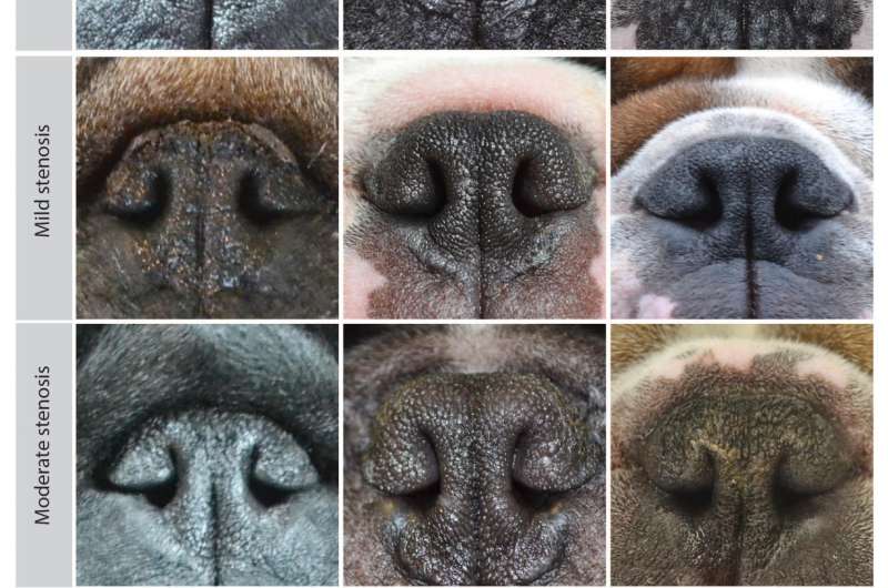 No simple way of predicting breathing difficulties in pugs, French bulldogs and bulldogs from external features