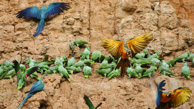 New paper explores why Peru’s parrots eat clay