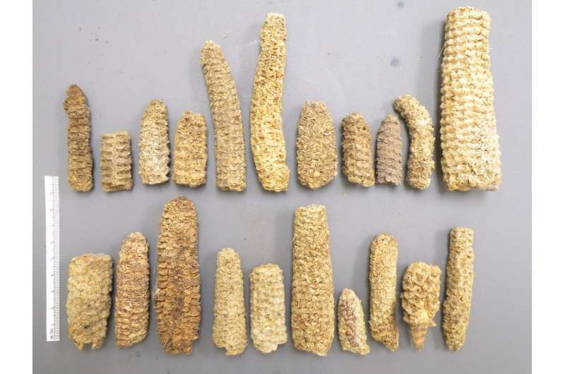 Genome sequencing shows maize adapted to highlands thousands of years ago