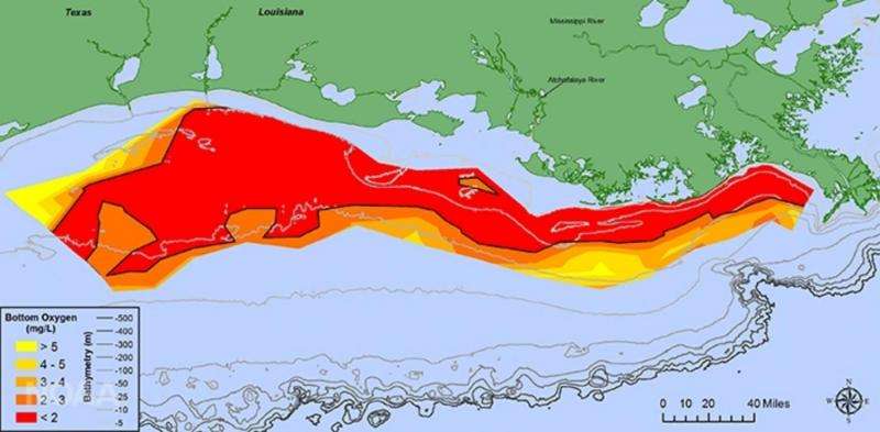 Gulf of Mexico ‘dead zone’ is already a disaster – but it could get worse