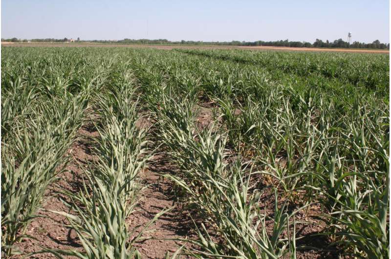 Long-term study suggests sorghum yields may decline due to global warming