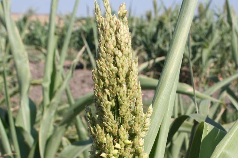 Long-term study suggests sorghum yields may decline due to global warming