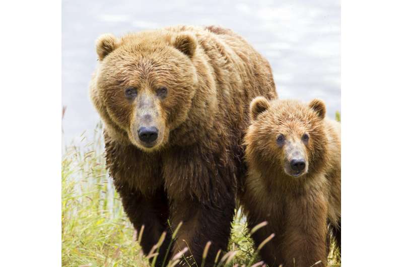 Kodiak bears found to switch to eating elderberries instead of salmon as climate changes