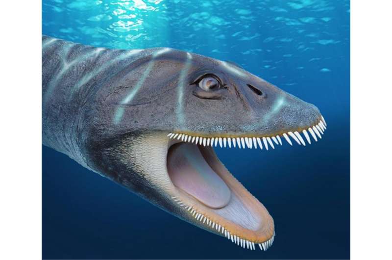 Plesiosaur fossil found 33 years ago yields new convergent evolution findings