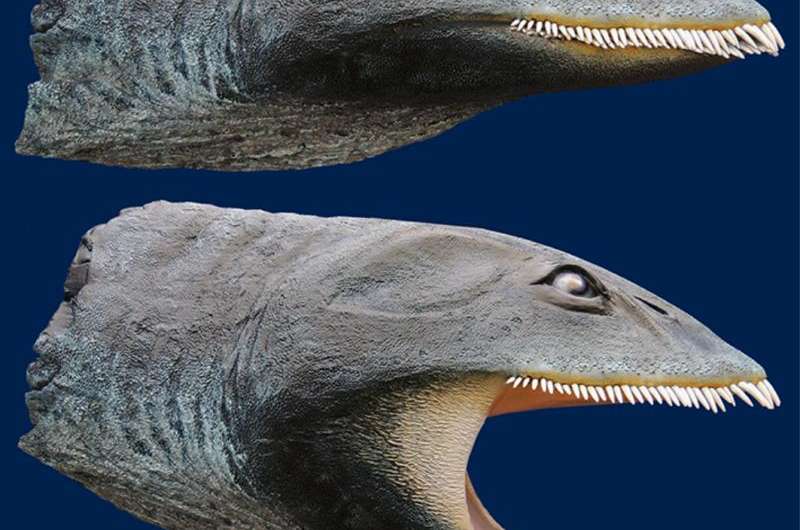 Plesiosaur fossil found 33 years ago yields new convergent evolution findings