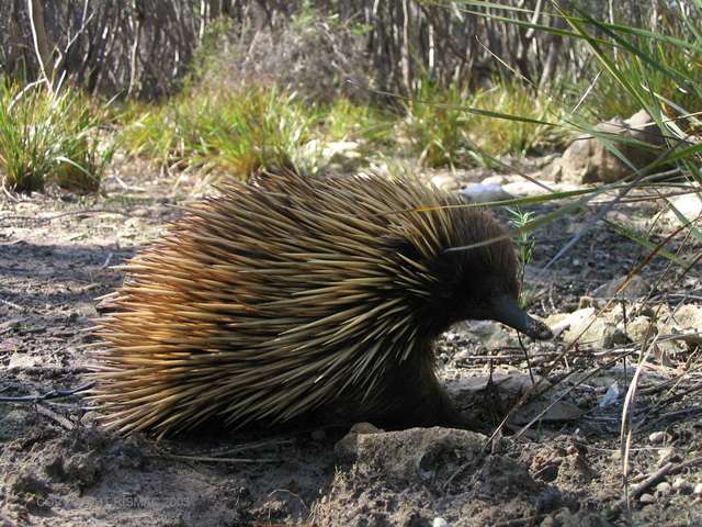 Citizen Scientists wanted to solve echidna mysteries