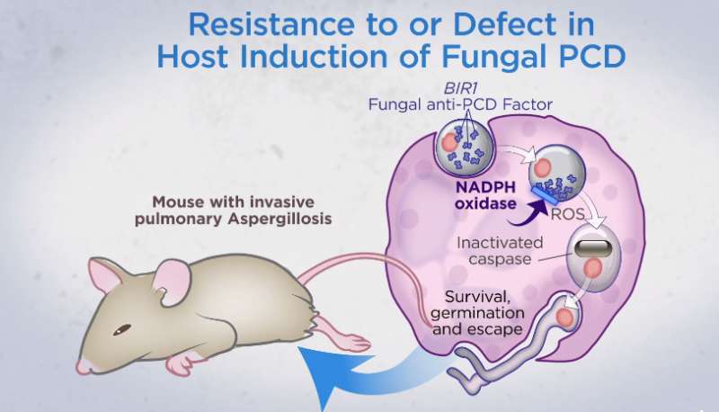 Mice found able to ward off fungal lung infections by causing fungus to kill itself