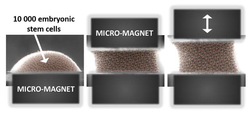 Magnetic cellular 'Legos' for the regenerative medicine of the future